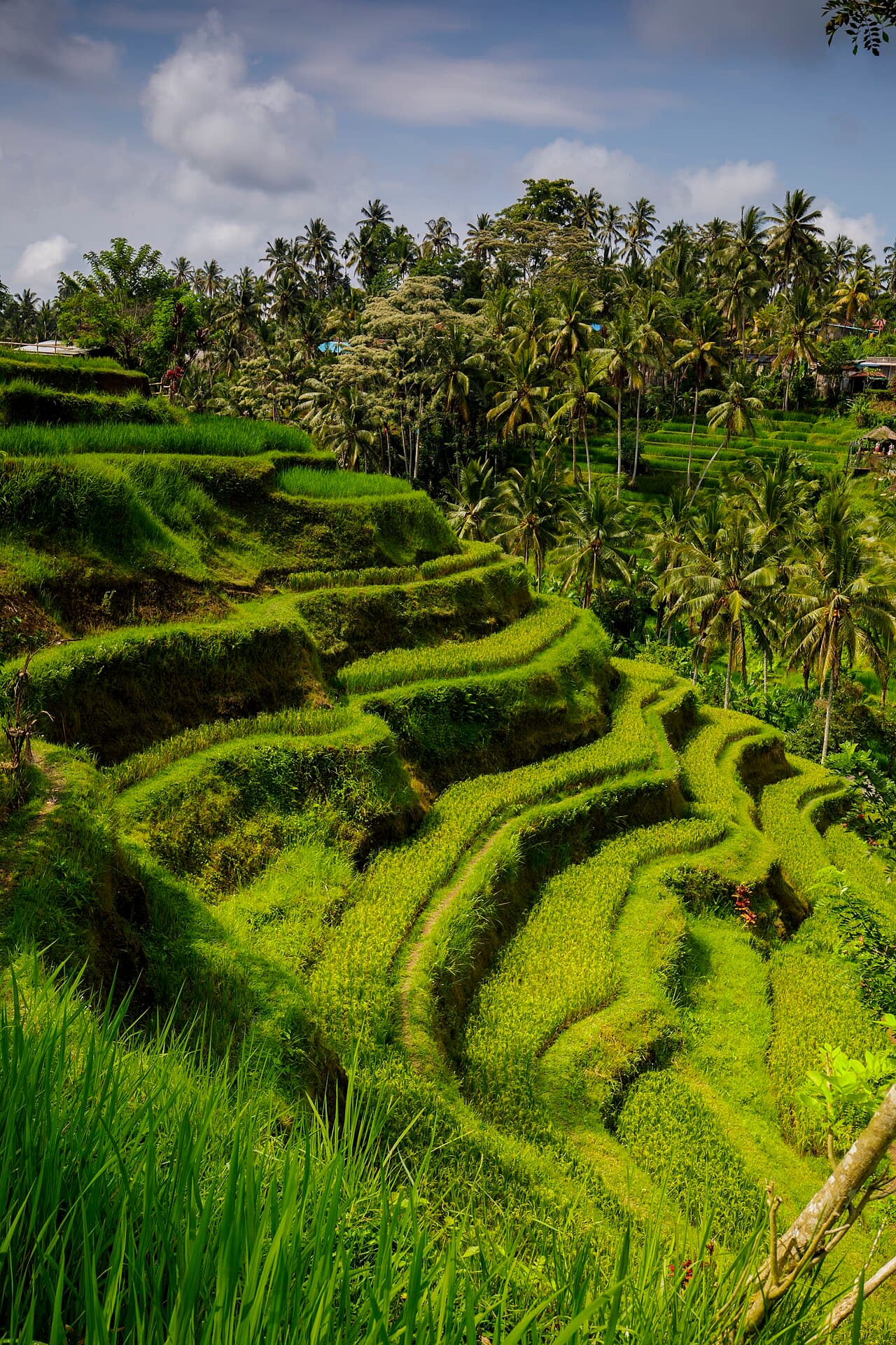 Ubud Canopy Villas